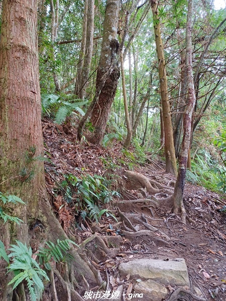 【台中和平】難得悠靜-谷關七雄-唐麻丹山步道