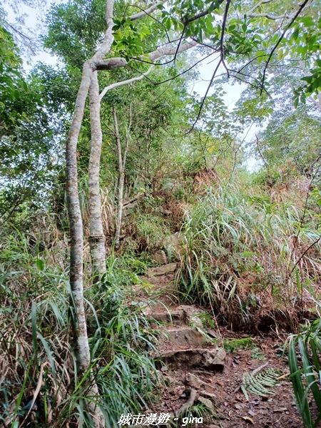 【台中和平】難得悠靜-谷關七雄-唐麻丹山步道