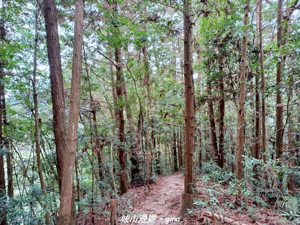 【台中和平】難得悠靜-谷關七雄-唐麻丹山步道