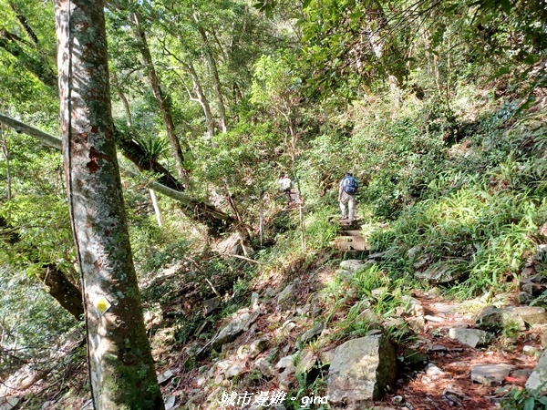 【台中和平】在虐腳的陡上持續前進。 谷關七雄-八仙山主峰步道