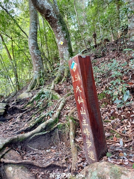 【台中和平】在虐腳的陡上持續前進。 谷關七雄-八仙山主峰步道