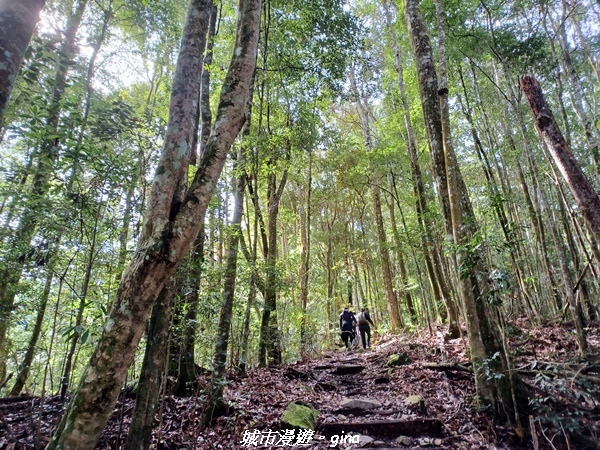 【台中和平】在虐腳的陡上持續前進。 谷關七雄-八仙山主峰步道