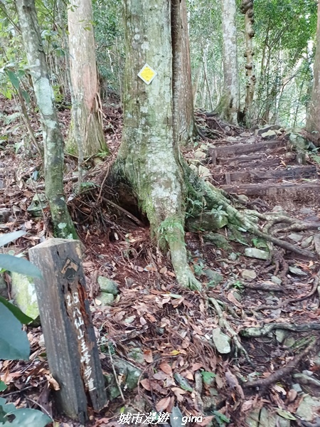 【台中和平】在虐腳的陡上持續前進。 谷關七雄-八仙山主峰步道