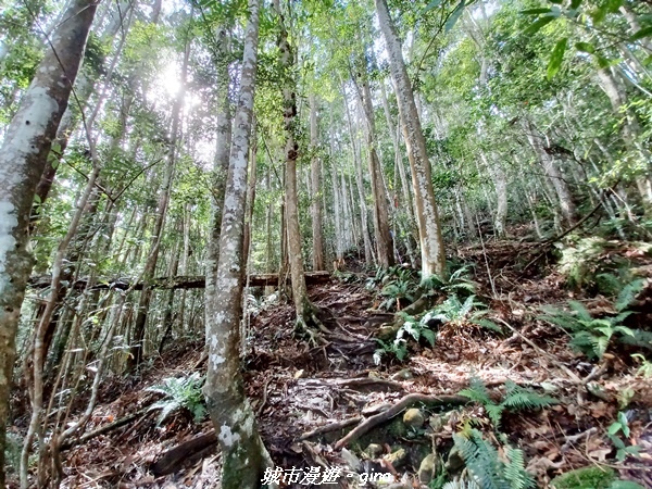 【台中和平】在虐腳的陡上持續前進。 谷關七雄-八仙山主峰步道