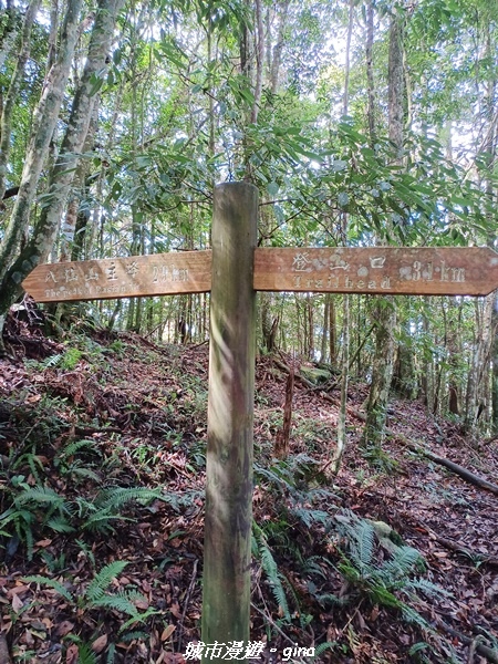 【台中和平】在虐腳的陡上持續前進。 谷關七雄-八仙山主峰步道