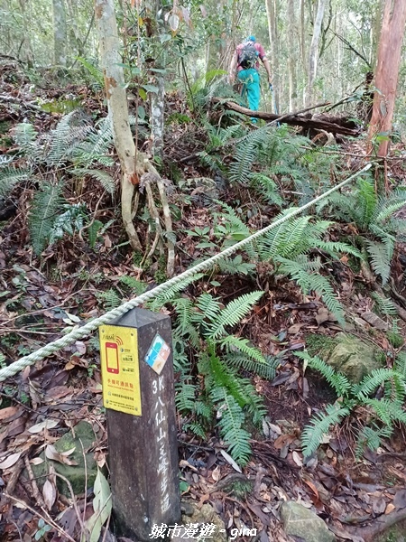 【台中和平】在虐腳的陡上持續前進。 谷關七雄-八仙山主峰步道