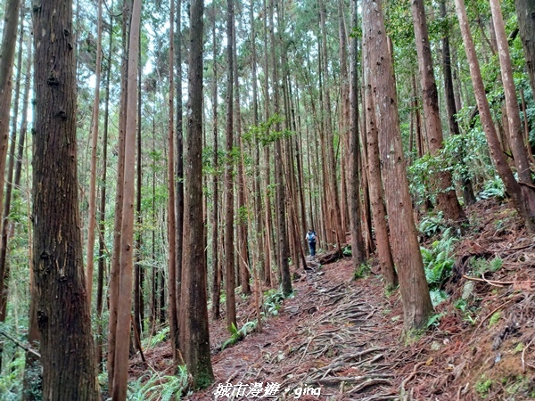 【台中和平】在虐腳的陡上持續前進。 谷關七雄-八仙山主峰步道