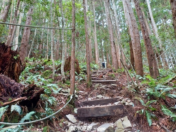 【台中和平】在虐腳的陡上持續前進。 谷關七雄-八仙山主峰步道