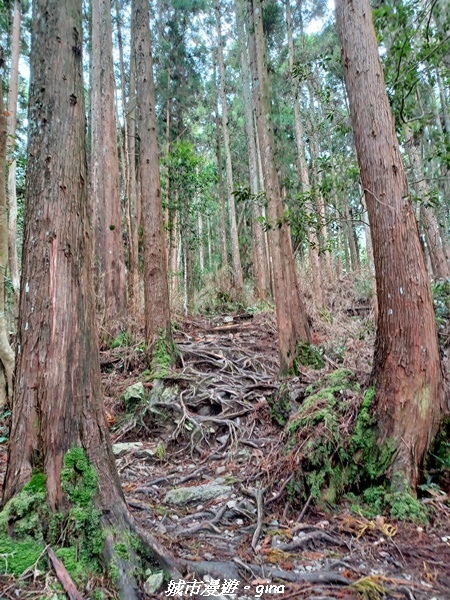 【台中和平】在虐腳的陡上持續前進。 谷關七雄-八仙山主峰步道