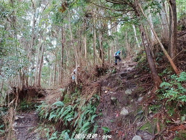 【台中和平】在虐腳的陡上持續前進。 谷關七雄-八仙山主峰步道