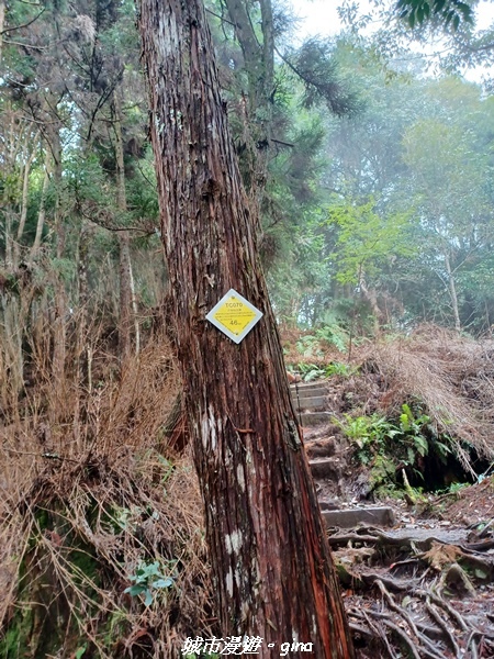 【台中和平】在虐腳的陡上持續前進。 谷關七雄-八仙山主峰步道