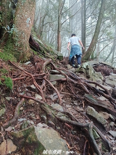 【台中和平】在虐腳的陡上持續前進。 谷關七雄-八仙山主峰步道