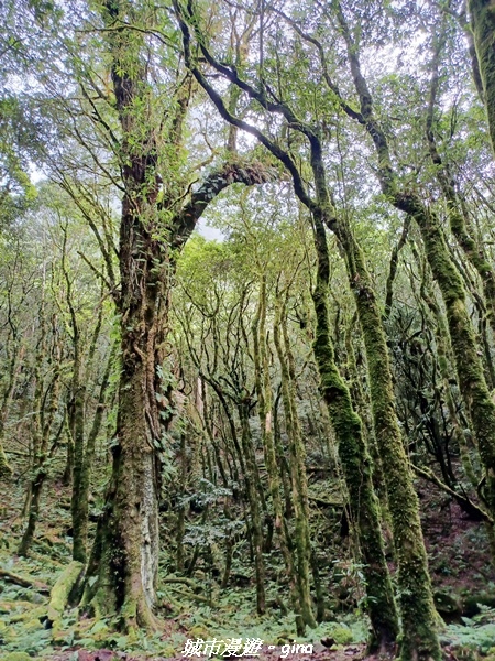 【台中和平】在虐腳的陡上持續前進。 谷關七雄-八仙山主峰步道