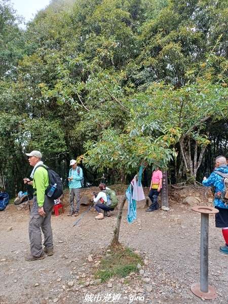 【台中和平】在虐腳的陡上持續前進。 谷關七雄-八仙山主峰步道