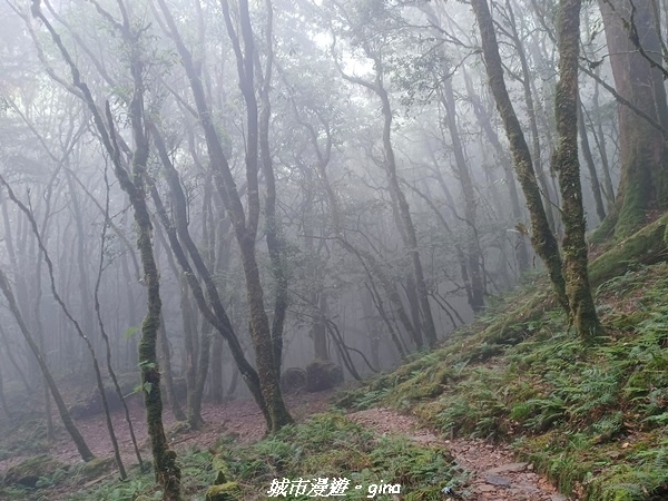 【台中和平】在虐腳的陡上持續前進。 谷關七雄-八仙山主峰步道