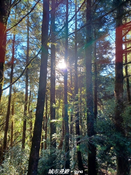【台中和平】山迢路遠換一回高山好景致。 No75百岳雪山東峰 【台中和平】山迢路遠換一回高山好景致。 No75百岳雪山東峰