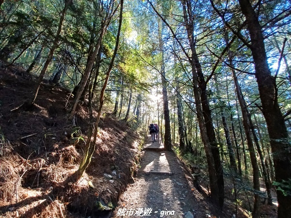 【台中和平】山迢路遠換一回高山好景致。 No75百岳雪山東峰