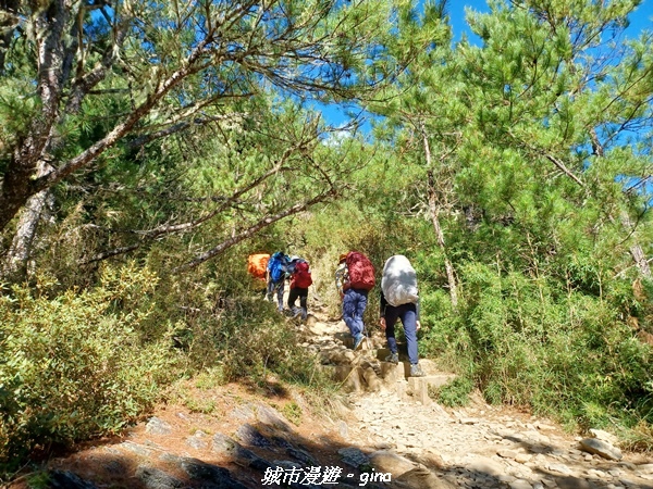 【台中和平】山迢路遠換一回高山好景致。 No75百岳雪山東峰