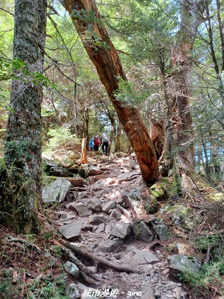 【台中和平】山迢路遠換一回高山好景致。 No75百岳雪山東峰