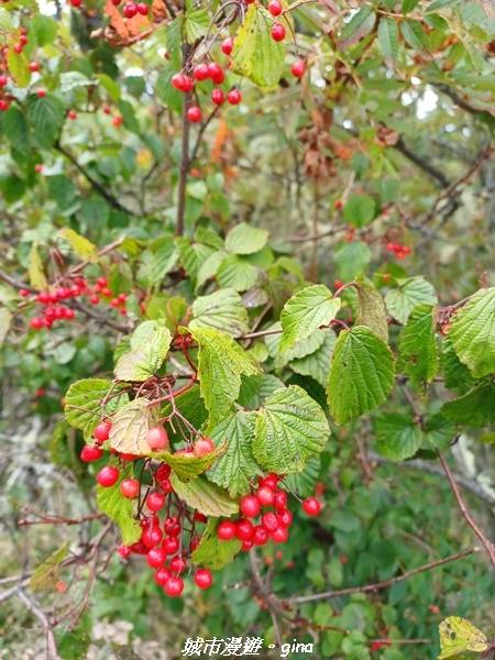 【台中和平】山迢路遠換一回高山好景致。 No75百岳雪山東峰 【台中和平】山迢路遠換一回高山好景致。 No75百岳雪山東峰