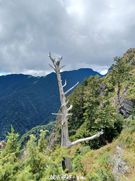 【台中和平】山迢路遠換一回高山好景致。 No75百岳雪山東峰 【台中和平】山迢路遠換一回高山好景致。 No75百岳雪山東峰