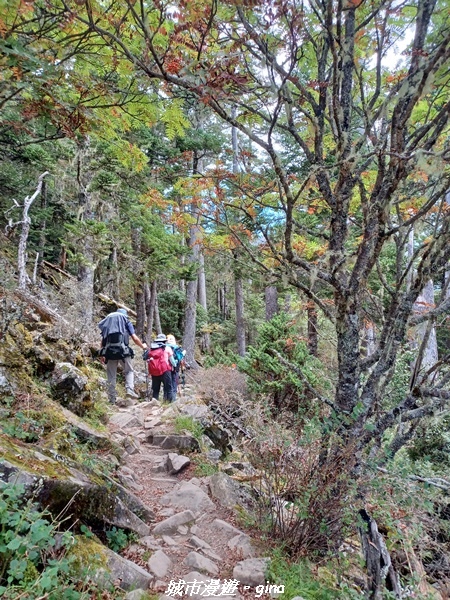 【台中和平】山迢路遠換一回高山好景致。 No75百岳雪山東峰 【台中和平】山迢路遠換一回高山好景致。 No75百岳雪山東峰