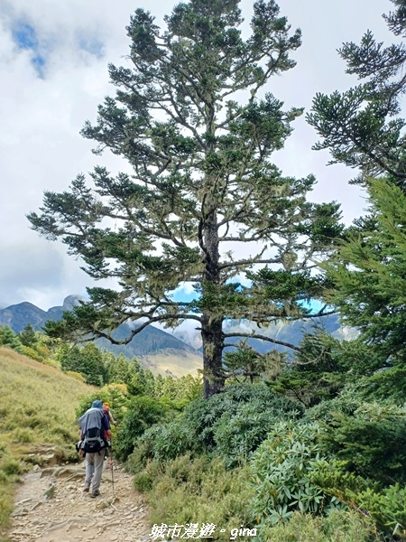 【台中和平】山迢路遠換一回高山好景致。 No75百岳雪山東峰