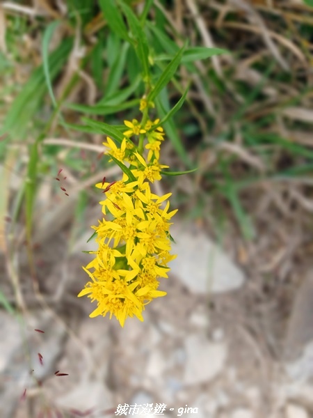 【台中和平】山迢路遠換一回高山好景致。 No75百岳雪山東峰 【台中和平】山迢路遠換一回高山好景致。 No75百岳雪山東峰