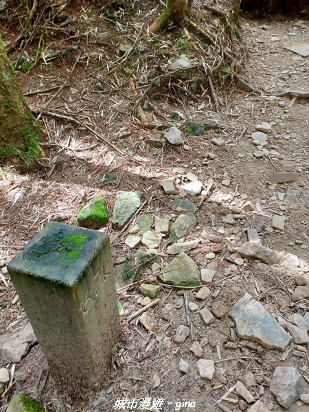 【台中和平】山迢路遠換一回高山好景致。 No75百岳雪山東峰