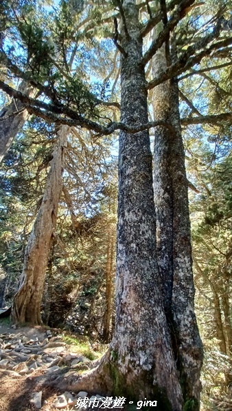 【台中和平】山迢路遠換一回高山好景致。 No75百岳雪山東峰 【台中和平】山迢路遠換一回高山好景致。 No75百岳雪山東峰