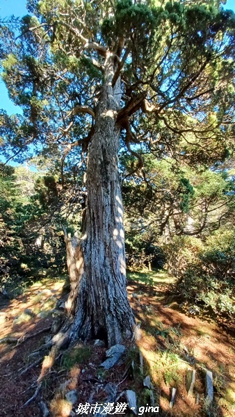 【台中和平】山迢路遠換一回高山好景致。 No75百岳雪山東峰 【台中和平】山迢路遠換一回高山好景致。 No75百岳雪山東峰