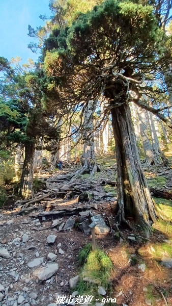 【台中和平】山迢路遠換一回高山好景致。 No75百岳雪山東峰