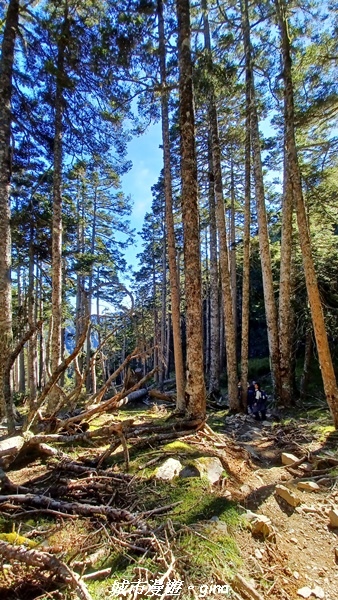 【台中和平】山迢路遠換一回高山好景致。 No75百岳雪山東峰 【台中和平】山迢路遠換一回高山好景致。 No75百岳雪山東峰