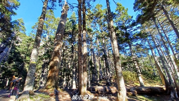 【台中和平】山迢路遠換一回高山好景致。 No75百岳雪山東峰 【台中和平】山迢路遠換一回高山好景致。 No75百岳雪山東峰