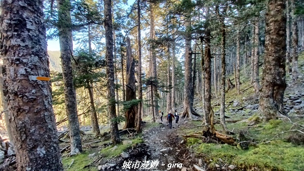 【台中和平】山迢路遠換一回高山好景致。 No75百岳雪山東峰 【台中和平】山迢路遠換一回高山好景致。 No75百岳雪山東峰