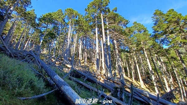 【台中和平】山迢路遠換一回高山好景致。 No75百岳雪山東峰 【台中和平】山迢路遠換一回高山好景致。 No75百岳雪山東峰