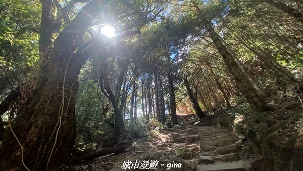 【台中和平】山迢路遠換一回高山好景致。 No75百岳雪山東峰