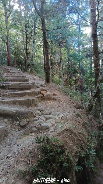 【台中和平】山迢路遠換一回高山好景致。 No75百岳雪山東峰