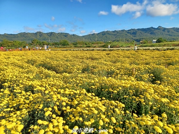 【苗栗銅鑼】苗栗銅鑼~雙峰山x杭菊