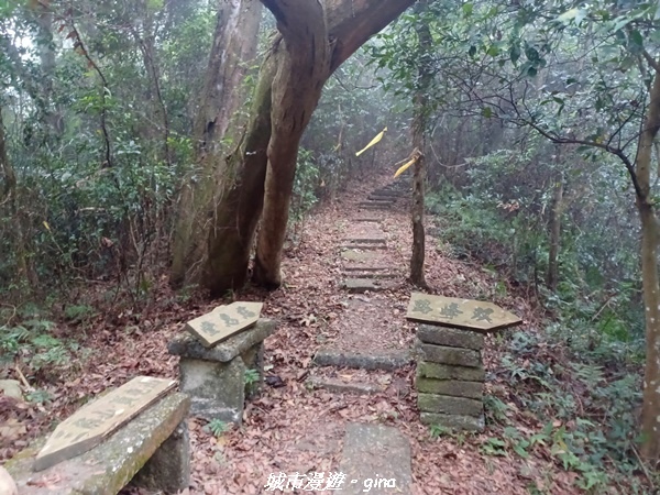 【苗栗銅鑼】苗栗銅鑼~雙峰山x杭菊