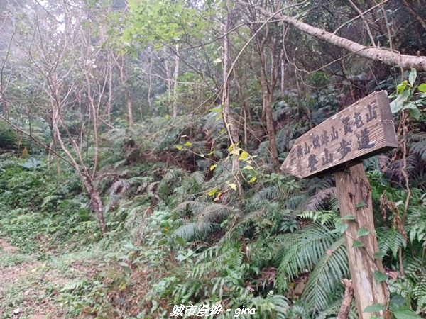 【苗栗銅鑼】苗栗銅鑼~雙峰山x杭菊