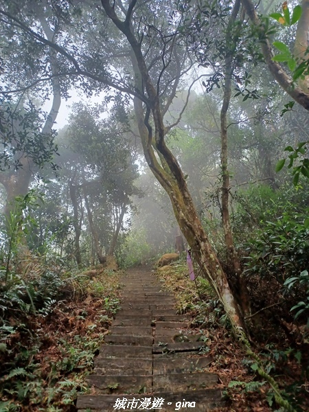 【苗栗銅鑼】苗栗銅鑼~雙峰山x杭菊