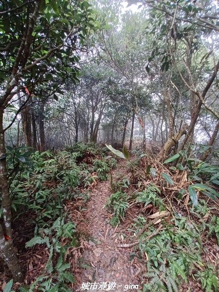 【苗栗銅鑼】苗栗銅鑼~雙峰山x杭菊