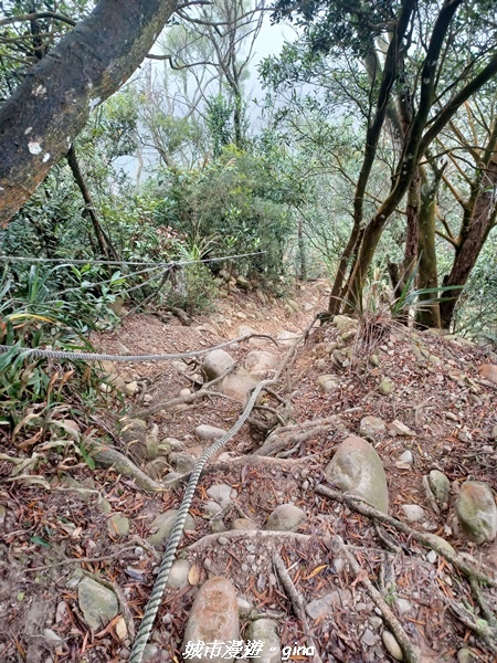 【苗栗銅鑼】苗栗銅鑼~雙峰山x杭菊