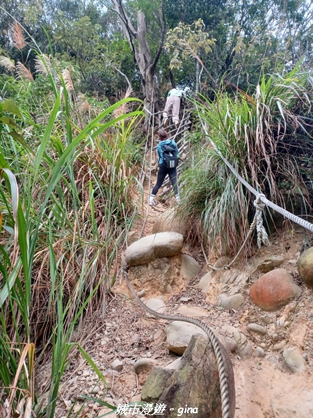 【苗栗銅鑼】苗栗銅鑼~雙峰山x杭菊