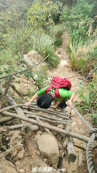 【苗栗銅鑼】苗栗銅鑼~雙峰山x杭菊