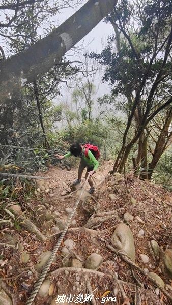 【苗栗銅鑼】苗栗銅鑼~雙峰山x杭菊