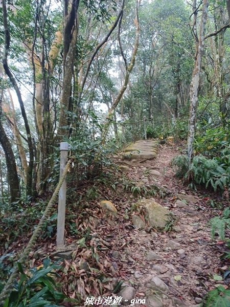 【苗栗銅鑼】苗栗銅鑼~雙峰山x杭菊