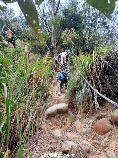 【苗栗銅鑼】苗栗銅鑼~雙峰山x杭菊