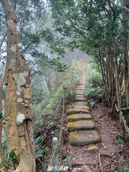 【苗栗銅鑼】苗栗銅鑼~雙峰山x杭菊